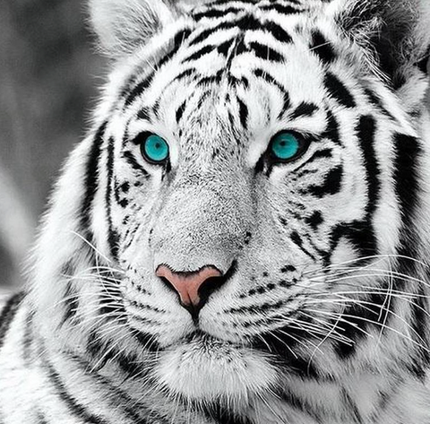 Riqueza Diamond Painting 5D - Witte Tijger - 30X40