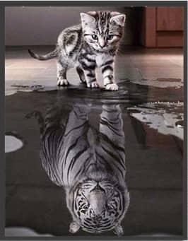 Riqueza Diamond Painting 5D -  Kat & tijger - 30X40
